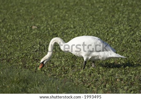 Swan Eating