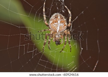 Spider in macro view in its net very closeup