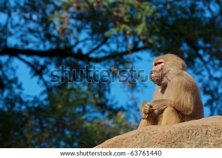 Thinking monkey is sitting on a stone and starring out
