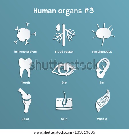 Vector cut-out paper icons of organs and systems of human body Vector cut-out paper icons of organs and systems of human body