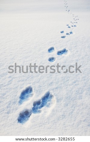 Animal Tracks at the snow field
