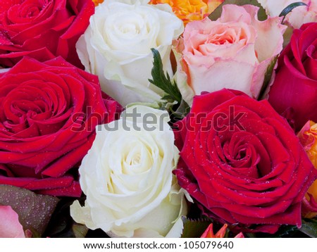 several many-colored roses close up