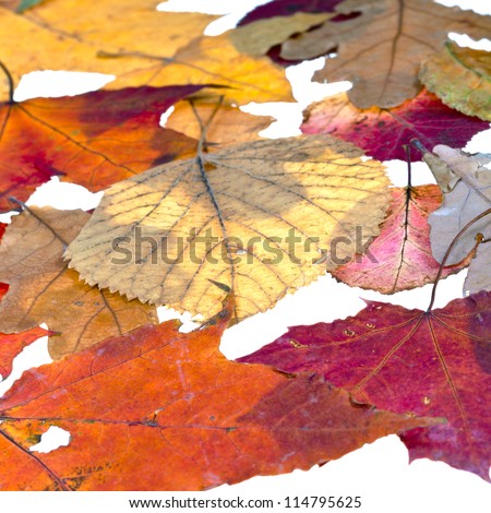leaf litter from abscissed leaves isolated on white background