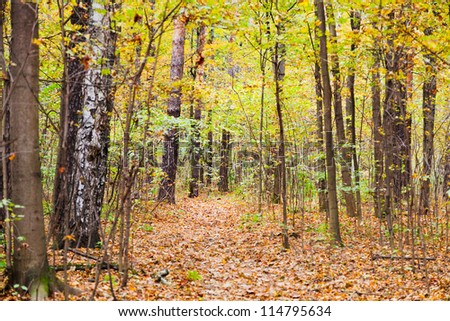 pathway with leaf litter in autumn forest