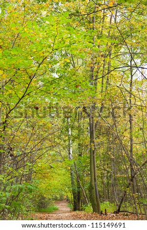 path way with leaf litter in autumn forest