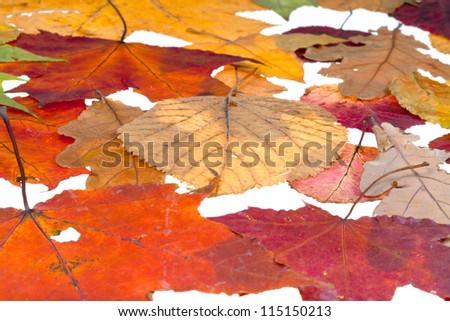 leaf litter from loose leaves isolated on white background