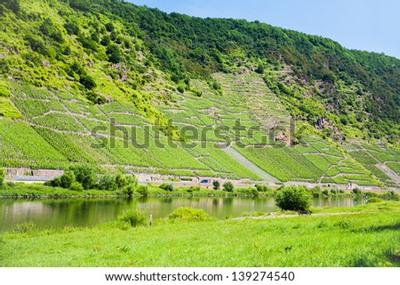vineyards in Moselle valley on slope on Eifel mountains in Germany