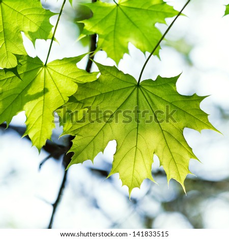 green maple leaf lit by the sun close up
