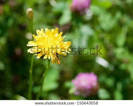 yellow flower head of sonchus plant and hoverfly