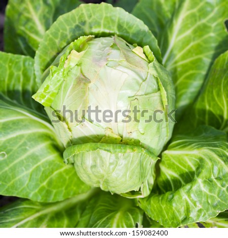 top view of head of cabbage at garden bed