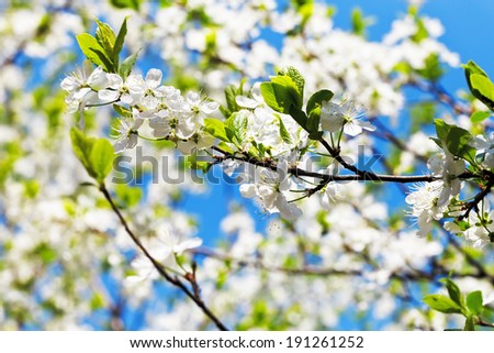 sprig of cherry blossoms and white cherry flowers in sunny spring day