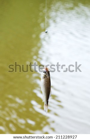 fished out of river small bream hanging on the line, Kuban, Russia