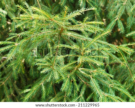 green spruce tree branch in forest close up