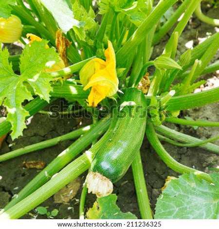 green zucchini in garden in summer day
