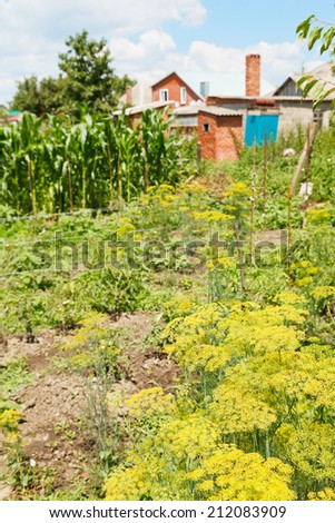 view of country garden on backyard in summer day