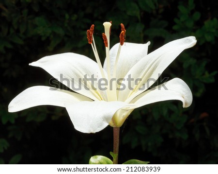 side view of white bloom Lilium candidum (Madonna Lily) close up outdoors