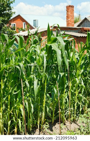 corn planting in garden in village backyard in summer day