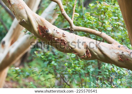 branch of arbutus andrachne tree (greek strawberry tree) in autumn