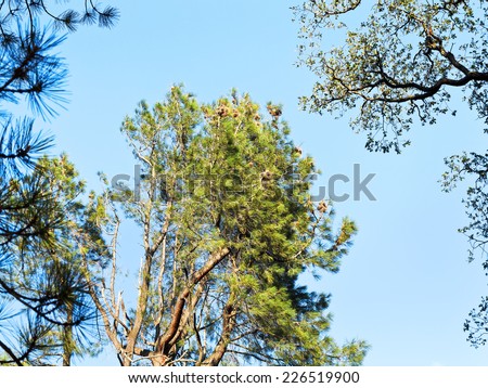 crown of sequoia tree in sunny autumn day