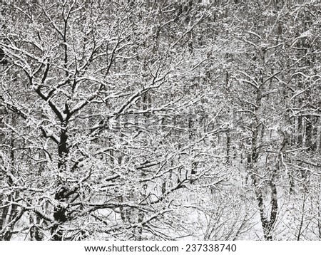 above view of snowbound oak and birch forest in winter snowfall