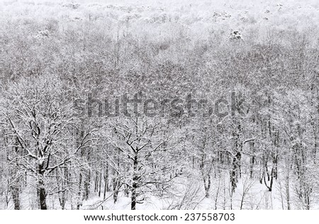 above view of snowbound forest in winter snowfall