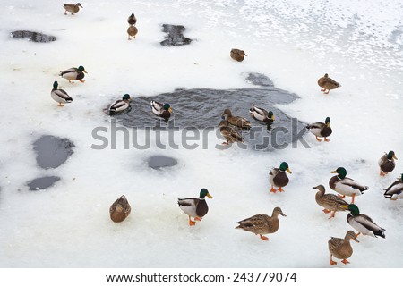 flock of ducks near ice hole in frozen lake in cold winter day