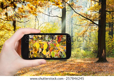 travel concept - tourist taking photo of autumn forest on mobile gadget