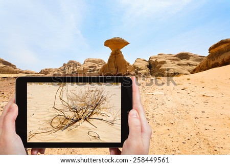 travel concept - tourist taking photo of saxaul in Wadi Rum desert on mobile gadget, Jordan