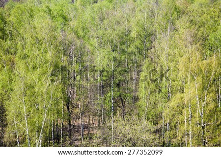 natural background - above view of green birch forest in sunny spring day