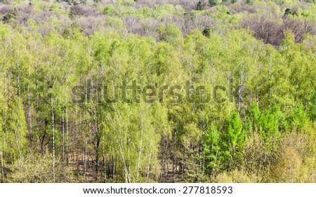 natural background - above view of green forest in sunny spring day
