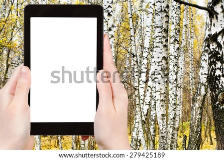 travel concept - tourist photograph russian birch grove in autumn on tablet pc with cut out screen with blank place for advertising logo