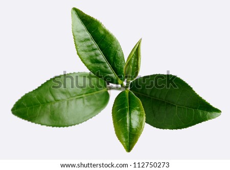 fresh tea leaf