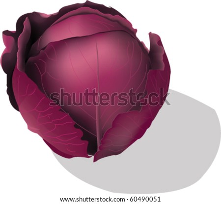 Cartoon Red Cabbage