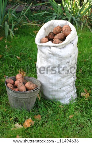 potato crop in a bag and buckets costs on a grass in the autumn