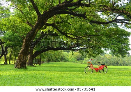 Red bicycle on green grass under Big tree