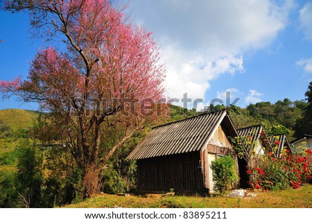 spring magic garden with flowers and house,
