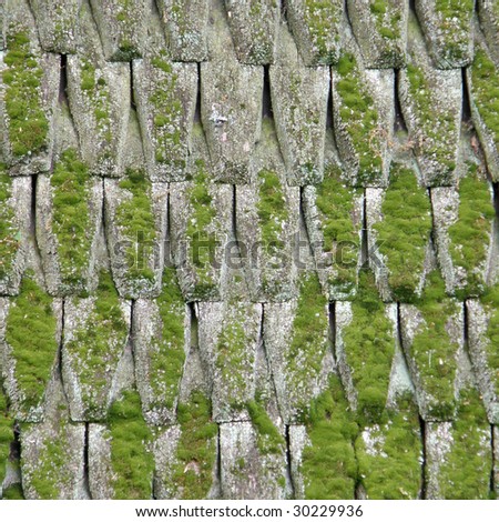 moss covered roof