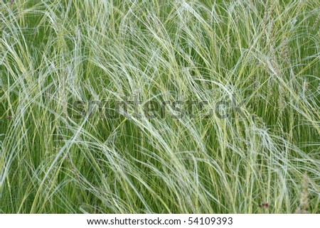 Field of a steppe feather grass
