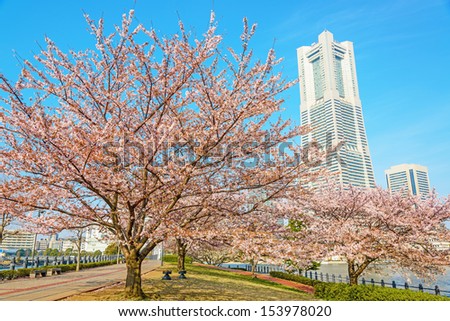 YOKOHAMA, JAPAN - APRIL 1: The row of cherry blossom trees in Yokohama MM21 Area, Japan on April 1, 2013. MM21 Area is a large urban development, and the central business district of Yokohama, Japan.