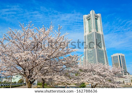 YOKOHAMA, JAPAN - MARCH 26: The cherry blossom trees in Yokohama Minato Mirai 21, Japan on March 26, 2013. They are a large urban development, and the central business district of Yokohama, Japan.