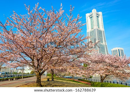 YOKOHAMA, JAPAN - APRIL 1: The cherry blossom trees in Yokohama Minato Mirai 21, Japan on April 1, 2013. They are a large urban development, and the central business district of Yokohama, Japan.