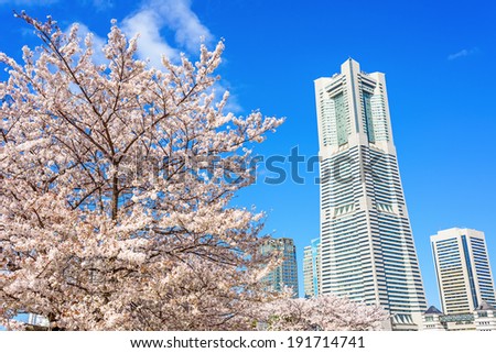 YOKOHAMA, JAPAN - APRIL 5: Cherry blossom trees at Minato Mirai 21 in Yokohama, Japan on April 5, 2014. Minato Mirai 21 is a large urban development and the central business district of Yokohama.