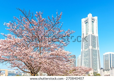 YOKOHAMA, JAPAN - MARCH 31: Cherry blossom trees at Minato Mirai 21 area in Yokohama, Japan on March 31, 2015.