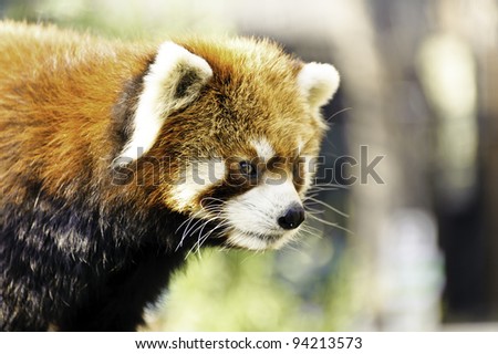 Red Panda(Lesser Panda)