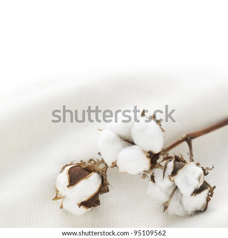 cotton flower on cotton cloth