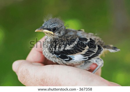 A bird in the hand
