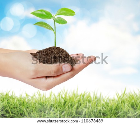 green plant in a hand