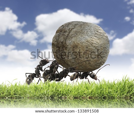 Teamwork ,Team Of Ants Rolls Stone Uphill