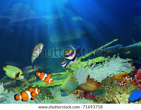  Fish   on Fish In The Sea Stock Photo 71693758   Shutterstock