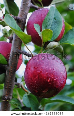 Fresh empire red apple on a tree branch with leaves and water droplets